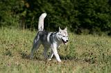 SIBERIAN HUSKY 878